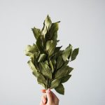Avokado Yaprağı Çayı